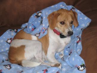Charitable Giving | Rescue Dog