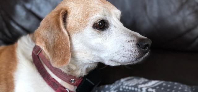 Lost Dogs and Beneficiaries