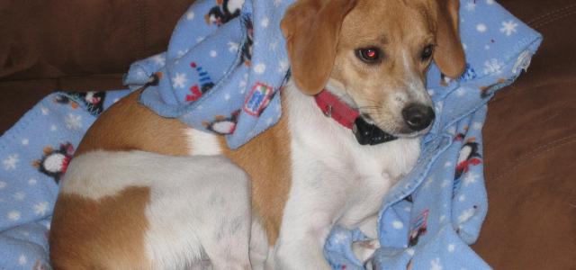 Charitable Giving | Rescue Dog